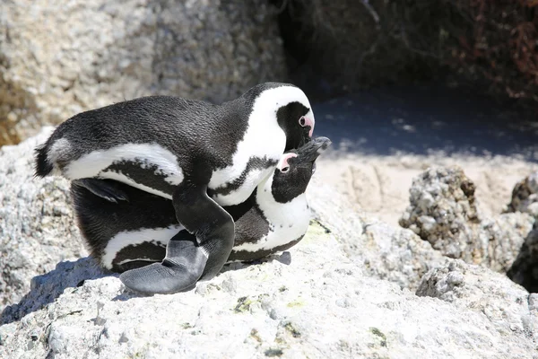 African Penguin — Stock Photo, Image