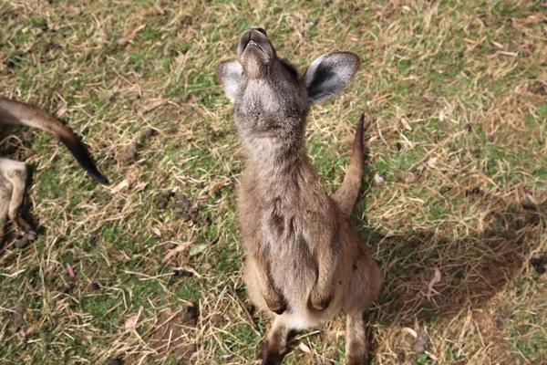 カンガルー — ストック写真