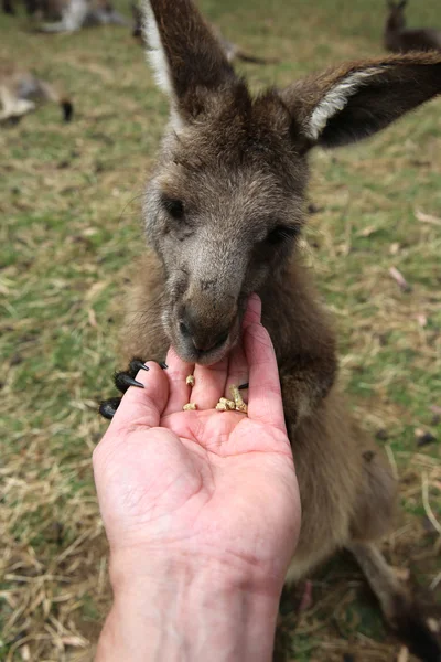 カンガルー — ストック写真