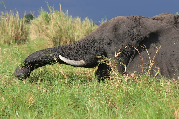 Elefante — Foto Stock