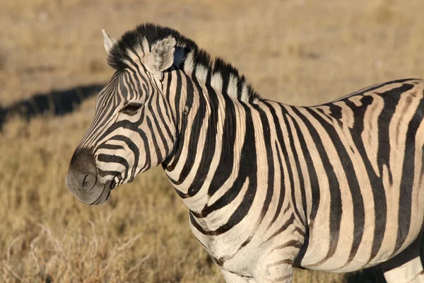 Montanha Zebra — Fotografia de Stock