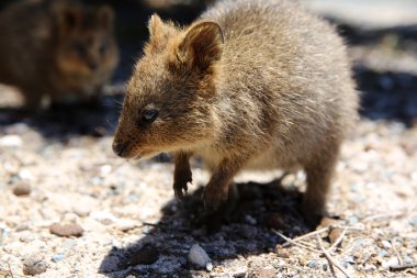 Avustralya quokka