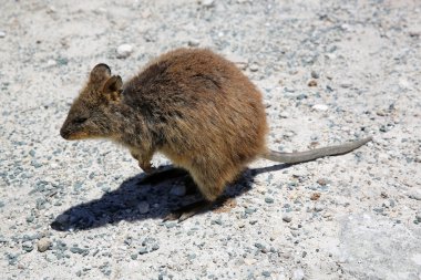 Avustralya quokka
