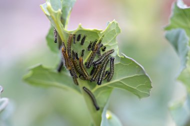 Caterpillars clipart