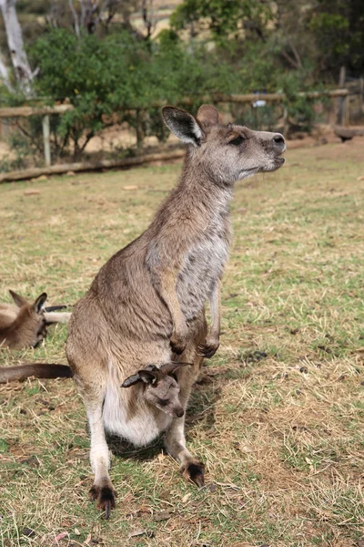 カンガルー — ストック写真