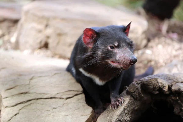 Tasmanian Devil — Stock Photo, Image