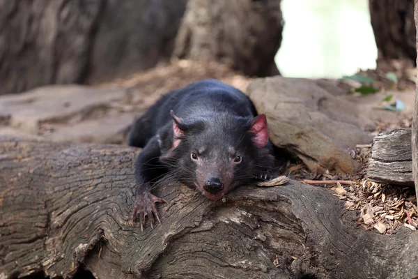 Diablo de Tasmania — Foto de Stock