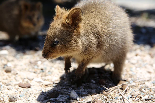 Αυστραλιανή quokka — Φωτογραφία Αρχείου