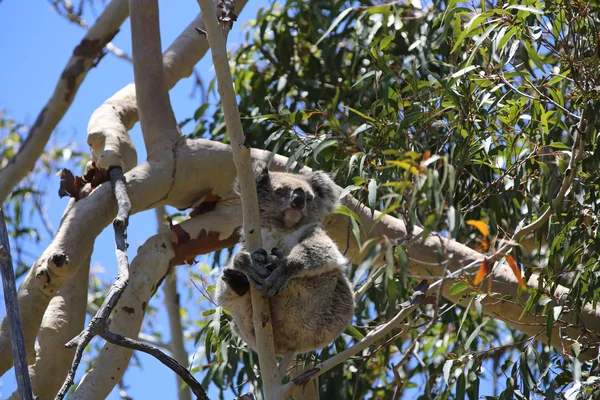 Koala — Stok fotoğraf