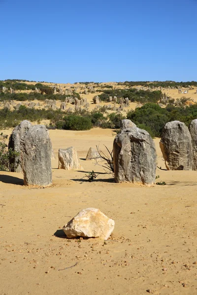 The Pinnacles — Fotografie, imagine de stoc