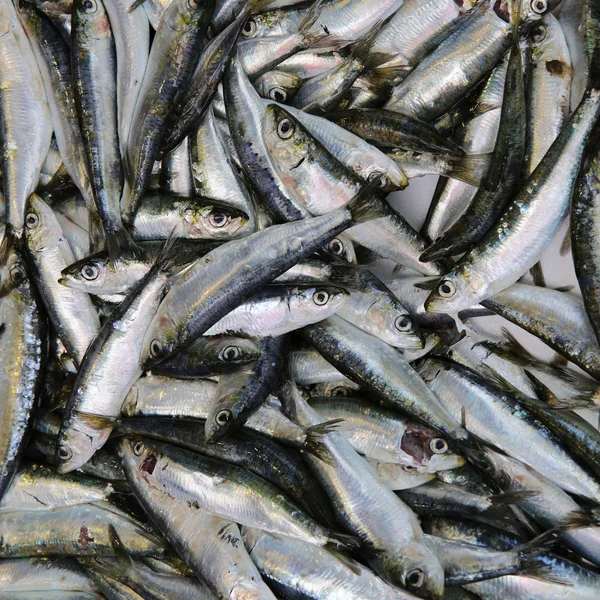 Sardines — Stock Photo, Image