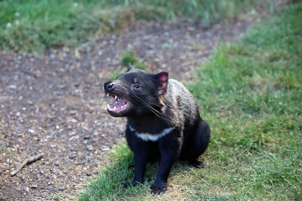 Tasmanian Devil — Stock Photo, Image