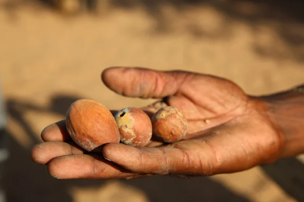 Fruta Marula — Fotografia de Stock