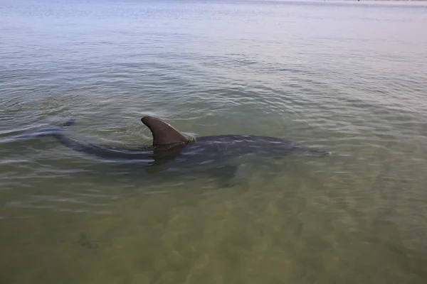 Flaska - nosed dolphin — Stockfoto