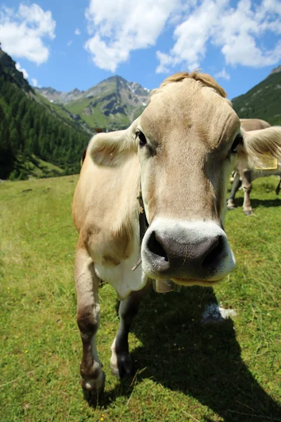 Cattle — Stock Photo, Image