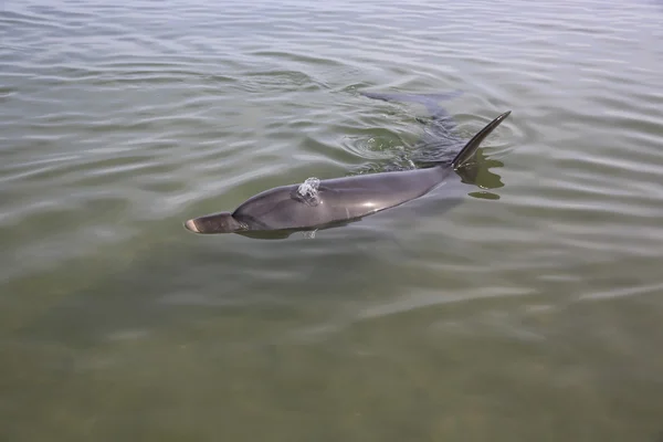 Bottle-nosed Dolphin — Stock Photo, Image