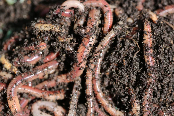 Earthworms — Stock fotografie