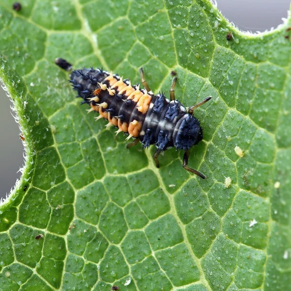 Larva de mariquita —  Fotos de Stock