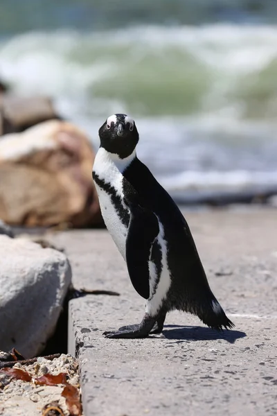 Jackass Penguin — Zdjęcie stockowe