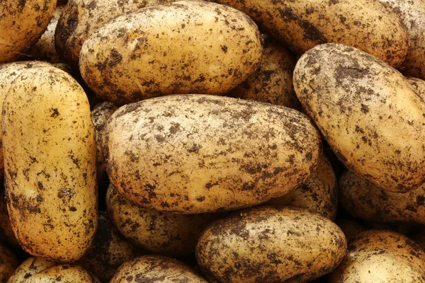 Rå potatis — Stockfoto