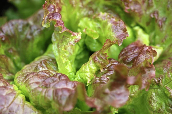 Red oak leaf lettuce — Stock Photo, Image