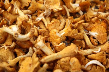 Cantharellus cibarius mantar