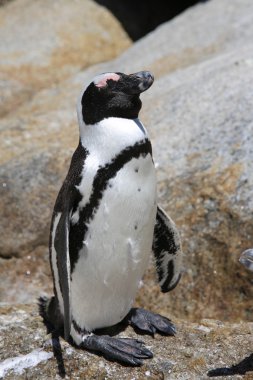 Afrika pengueni
