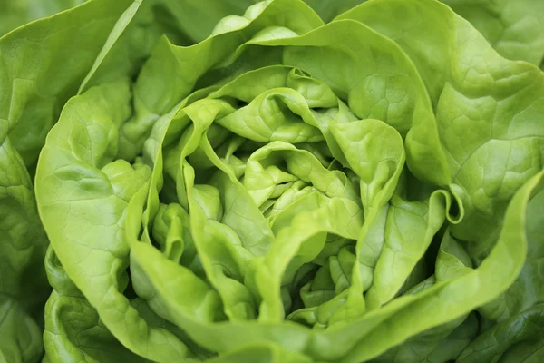 Butterhead Lettuce — Stock Photo, Image