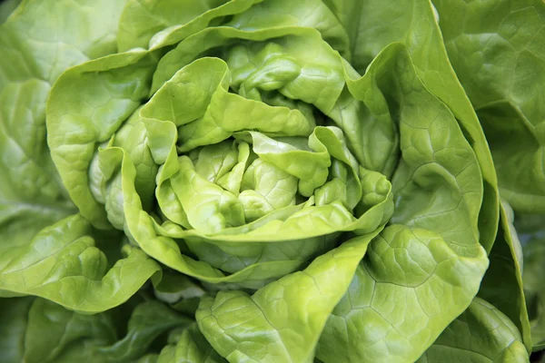 Lechuga de mantequilla —  Fotos de Stock