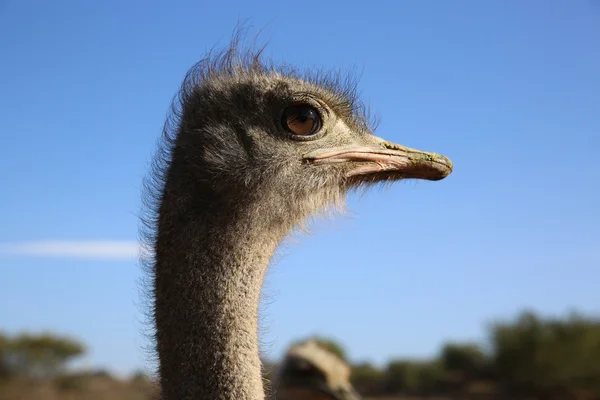 Struisvogel — Stockfoto