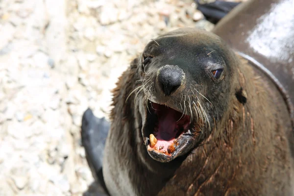 Foca africana —  Fotos de Stock