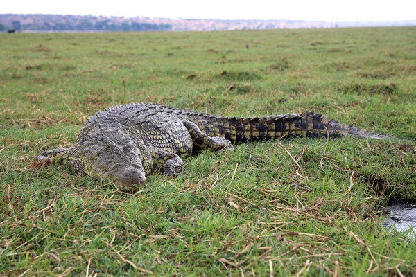 Krokodil — Stockfoto