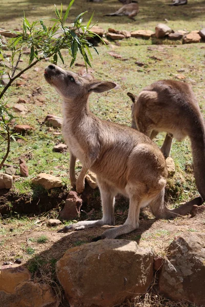 Känguru — Stockfoto
