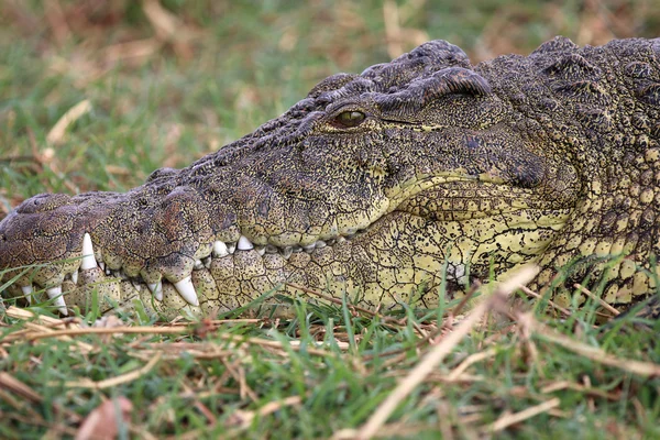 Krokodil — Stockfoto