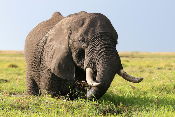 Big Elephant (Loxodonta africana) in Chobe Nationalpark. Botswana