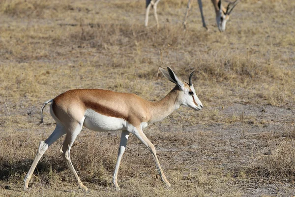 Springbock — Stockfoto