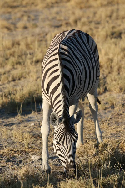 Zebra — Zdjęcie stockowe