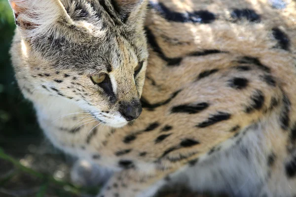 Serval —  Fotos de Stock