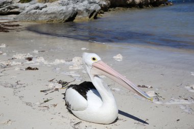 Australian Pelican clipart