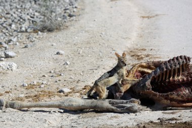 Çakal kadavra ile