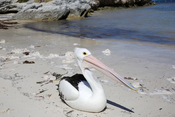 Australian Pelican — Stock Photo, Image