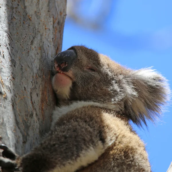 Koala — Stockfoto