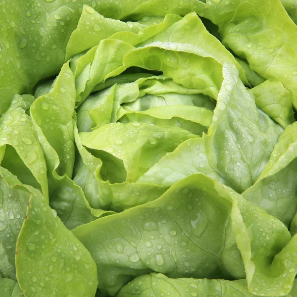 Butterhead Lettuce — Stock Photo, Image