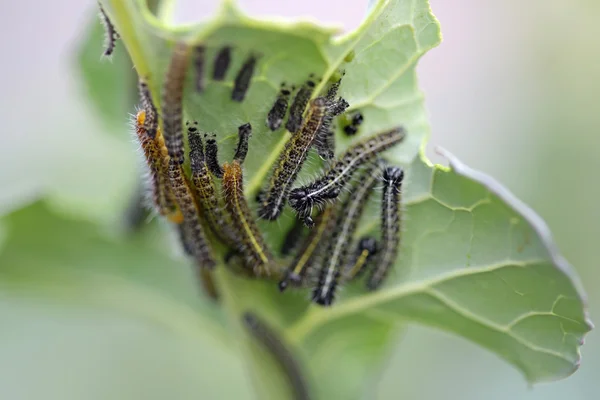 Caterpillars — Stock fotografie