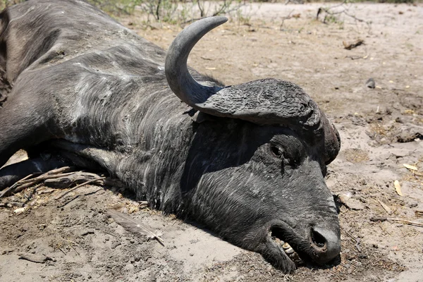 Mrtvá Buffalo — Stock fotografie