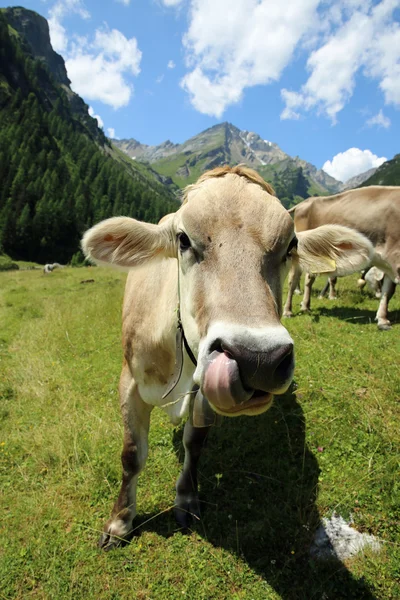 Livestock — Stock Photo, Image