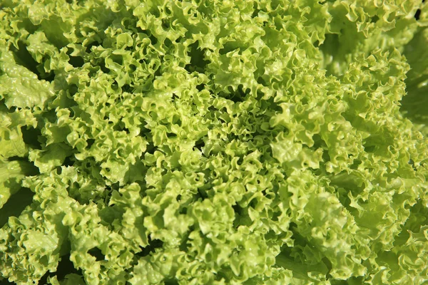 Batavia Lettuce — Stock Photo, Image