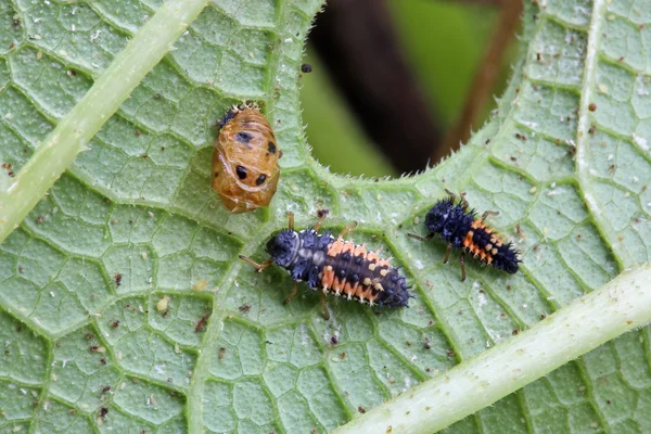 Larva de mariquita —  Fotos de Stock