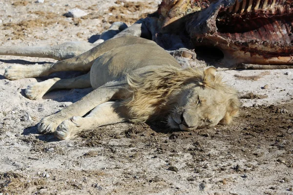 Lion with Cadaver — Stock Photo, Image