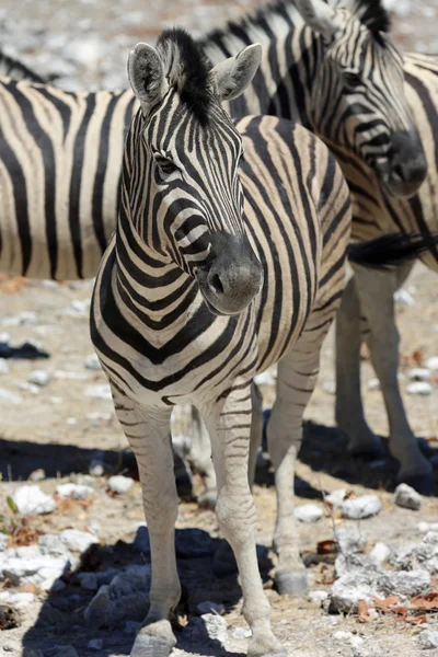 Montanha Zebra — Fotografia de Stock